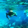 Snorkel Catalina