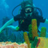 Diving Catalina Island