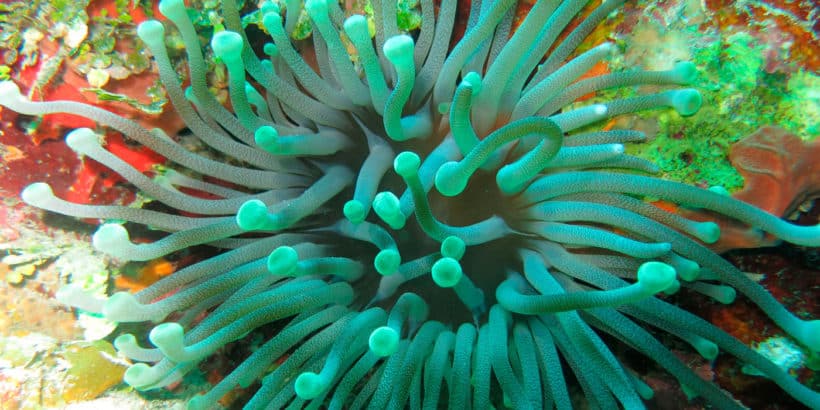 Diving Catalina Island