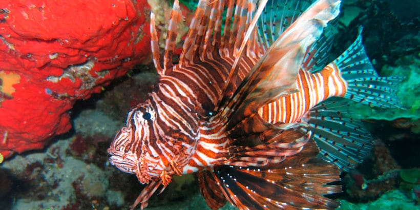 Diving Catalina Island