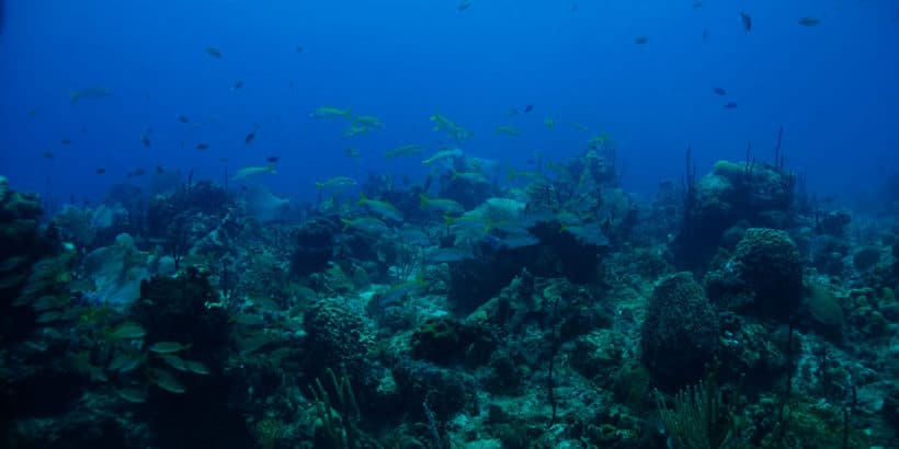 Diving Catalina Island