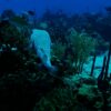 Diving Catalina Island