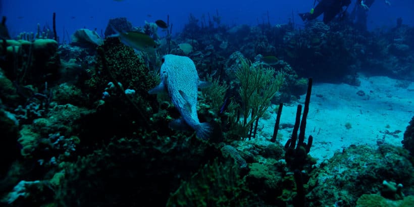 Diving Catalina Island