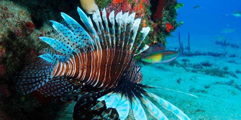 Diving Catalina Island