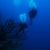 Diving Catalina Island