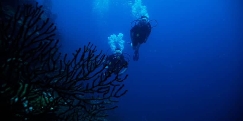 Diving Catalina Island