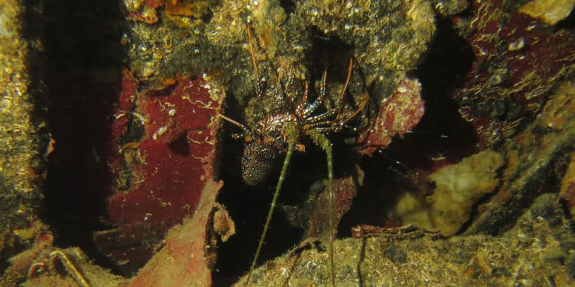 Diving Catalina Island