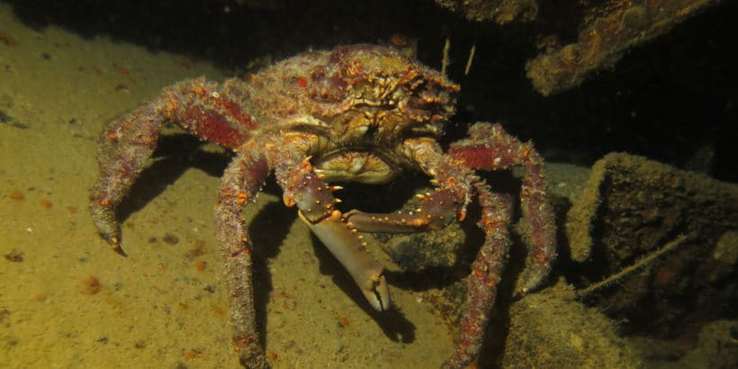 Diving Catalina Island