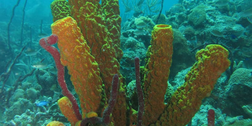 Diving Catalina Island