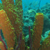 Diving Saona Island
