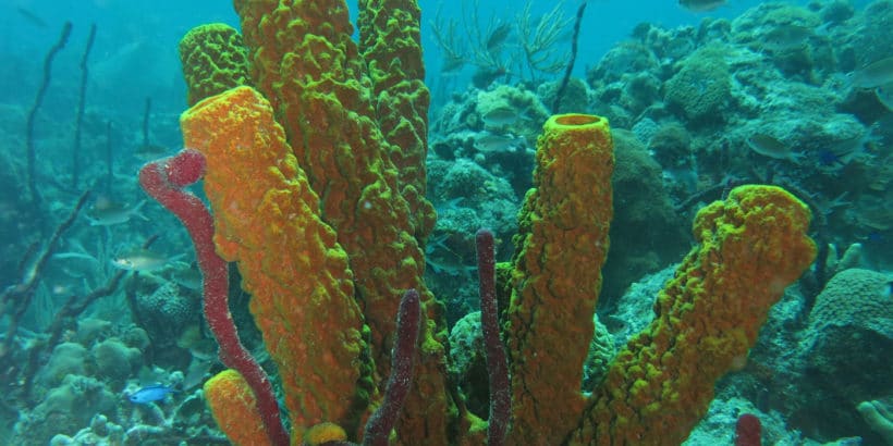 Diving Saona Island