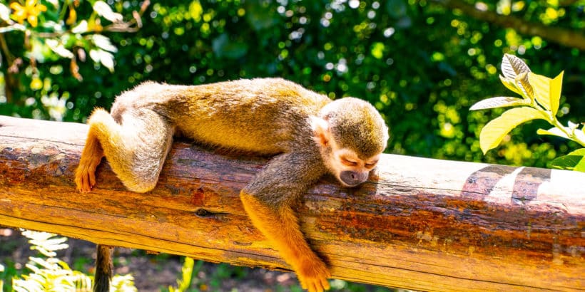 Monkey Land Punta Cana